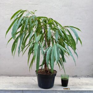 Bibit Pohon Amstel King