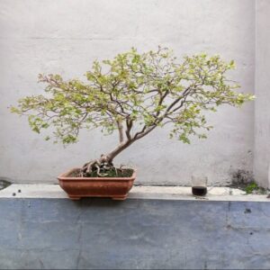 Bonsai Anggur Brazil Jadi Siap Pajang