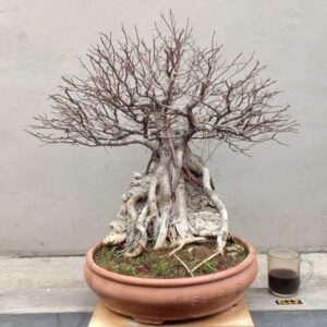 Bonsai Beringin Jadi Siap Pajang