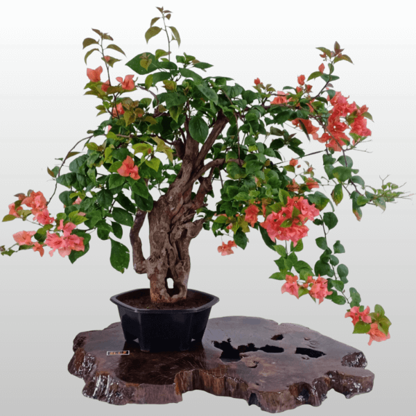 Bonsai Terbaik